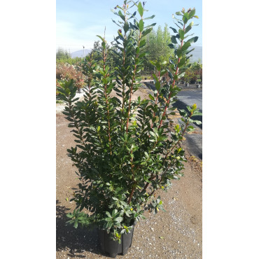 ARBUTUS unedo En pot de 25-30 litres buisson hauteur 100-125 cm