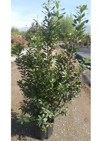 ARBUTUS unedo En pot de 25-30 litres buisson hauteur 100-125 cm