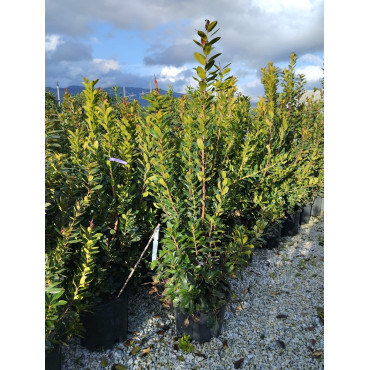 ARBUTUS unedo En pot de 35-50 litres buisson hauteur 125-150 cm