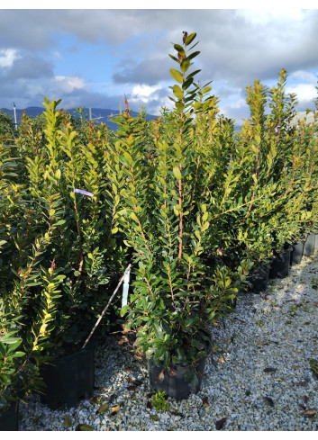 ARBUTUS unedo En pot de 35-50 litres buisson hauteur 125-150 cm