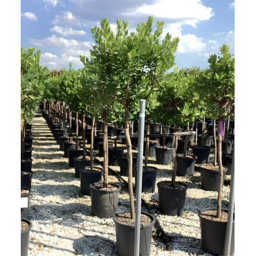 ARBUTUS unedo En pot de 30-35 litres tige hauteur du tronc 090-110 cm circonférence du tronc 08-10 cm