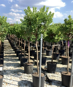 ARBUTUS unedo En pot de 30-35 litres tige hauteur du tronc 090-110 cm circonférence du tronc 08-10 cm