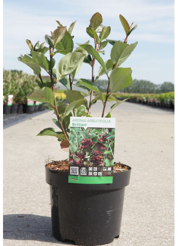 ARONIA arbutifolia BRILLIANT En pot de 3-4 litres buisson hauteur 030-040 cm