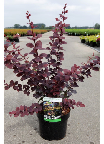 BERBERIS ottawensis AURICOMA En pot de 4-5 litres buisson hauteur 060-080 cm
