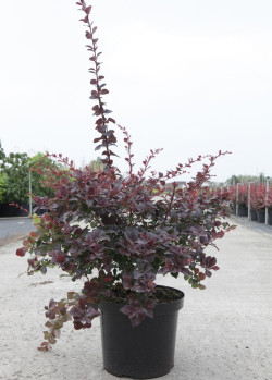 BERBERIS ottawensis AURICOMA En pot de 10-12 litres buisson hauteur 080-100 cm
