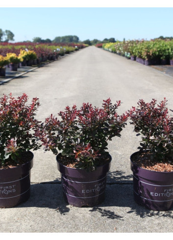 BERBERIS thunbergii CABERNET En pot de 3-4 litres buisson hauteur 025-030 cm