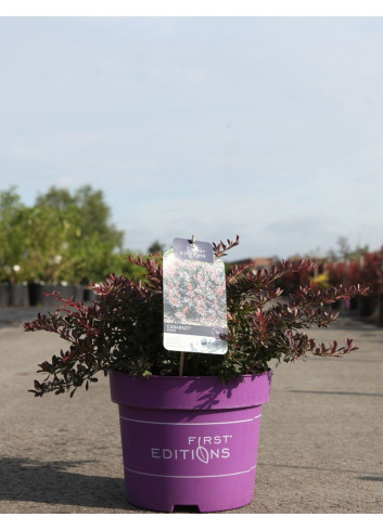 BERBERIS thunbergii CABERNET En pot de 10-12 litres buisson hauteur 040-050 cm