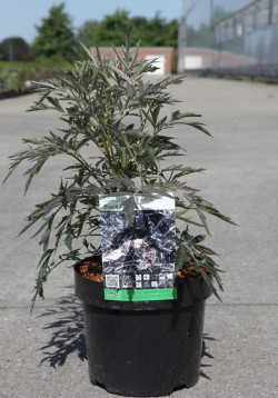 SAMBUCUS nigra BLACK LACE En pot de 4-5 litres buisson diamètre 030-040 cm