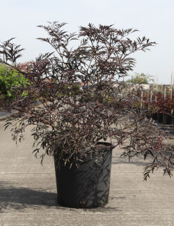 SAMBUCUS nigra BLACK LACE En pot de 25-30 litres buisson hauteur 080-100 cm