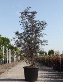 SAMBUCUS nigra BLACK LACE En pot de 70-90 litres buisson hauteur 150-175 cm