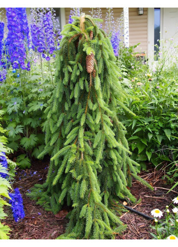 PICEA abies INVERSA PENDULA PICEA abies INVERSA PENDULA