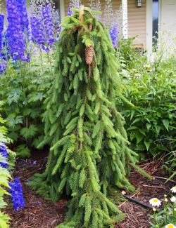 PICEA abies INVERSA PENDULA