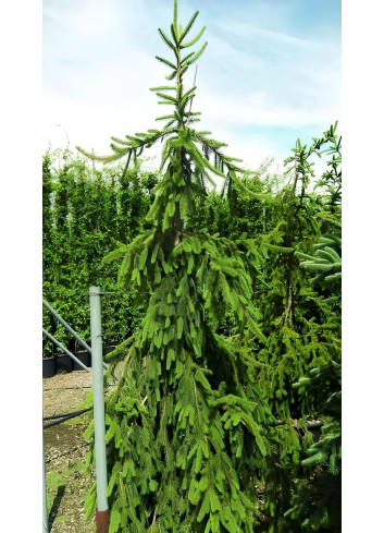 PICEA abies INVERSA PENDULA PICEA abies INVERSA PENDULA