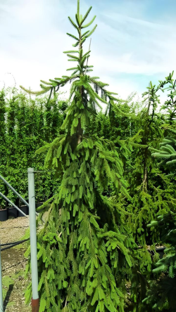 PICEA abies INVERSA PENDULA