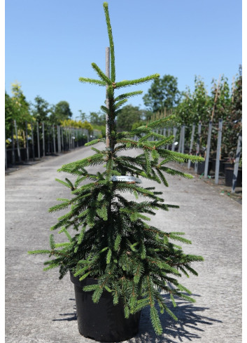PICEA abies INVERSA PENDULA En pot de 7-10 litres hauteur 060-080 cm PICEA abies INVERSA PENDULA En pot de 7-10 litres hauteur 060-080 cm