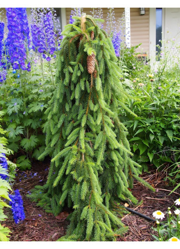 PICEA abies INVERSA PENDULA