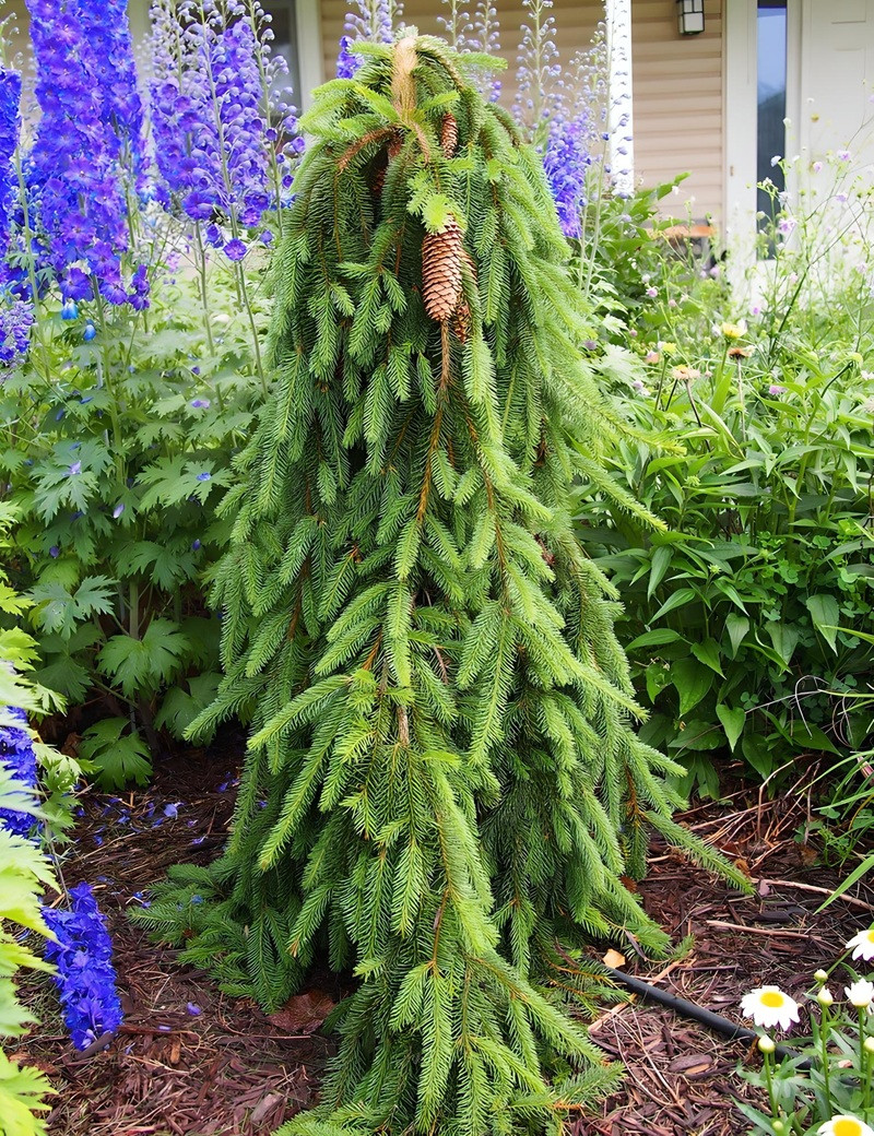 PICEA abies INVERSA PENDULA PICEA abies INVERSA PENDULA