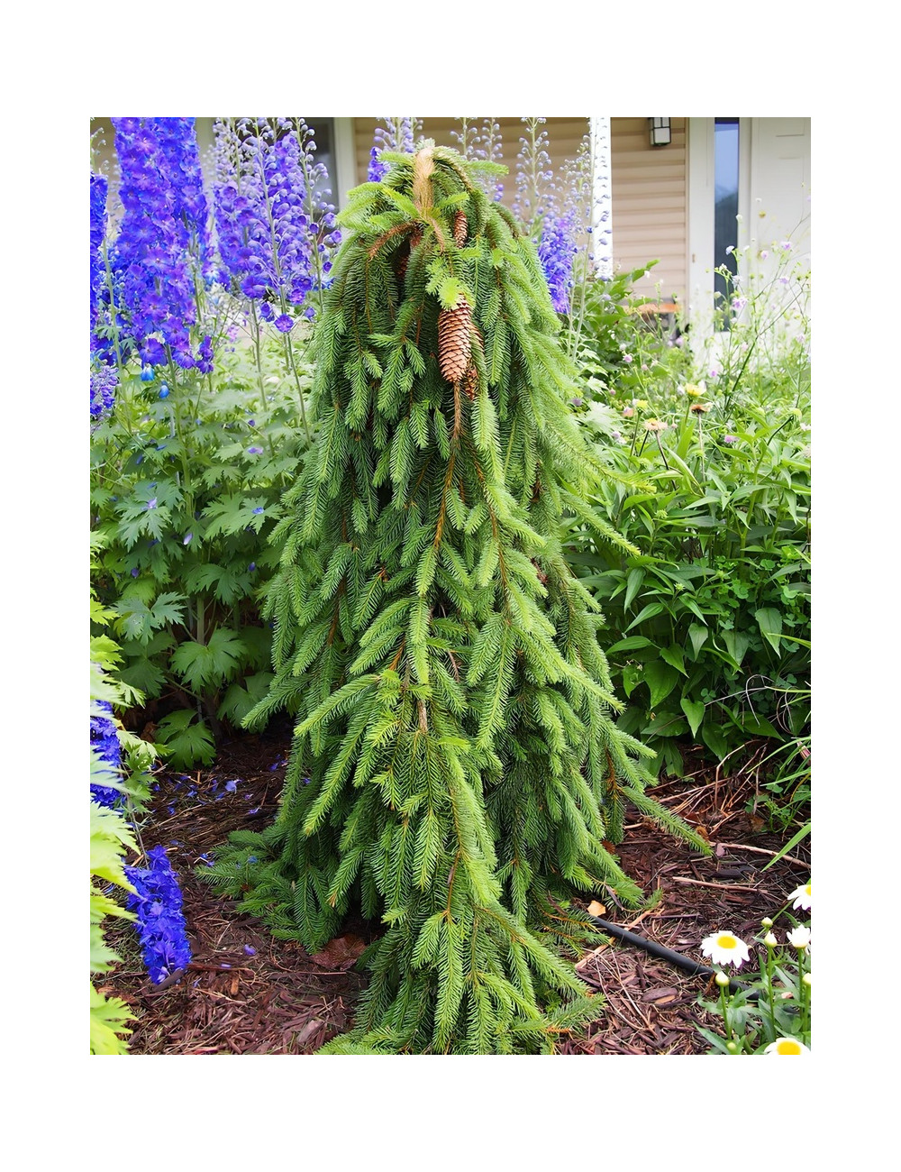 PICEA abies INVERSA PENDULA PICEA abies INVERSA PENDULA