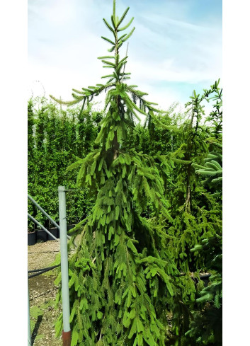 PICEA abies INVERSA PENDULA PICEA abies INVERSA PENDULA