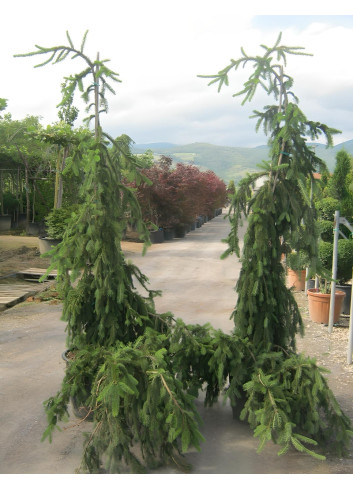 PICEA abies INVERSA PENDULA PICEA abies INVERSA PENDULA