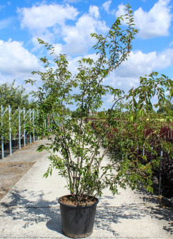 PRUNUS subhirtella AUTUMNALIS En pot de 70-90 litres cépée hauteur 200-250 cm