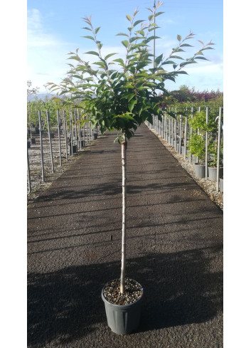 PRUNUS subhirtella AUTUMNALIS En pot de 15-20 litres tige hauteur du tronc 090-110 cm circonférence du tronc 08-10 cm