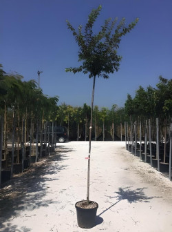 PRUNUS subhirtella AUTUMNALIS En pot de 30-35 litres tige hauteur du tronc 190-210 cm circonférence du tronc 10-12 cm