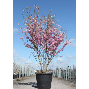 PRUNUS subhirtella FUKUBANA En pot de 90-110 litres cépée hauteur 175-200 cm