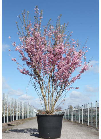 PRUNUS subhirtella FUKUBANA En pot de 90-110 litres cépée hauteur 175-200 cm