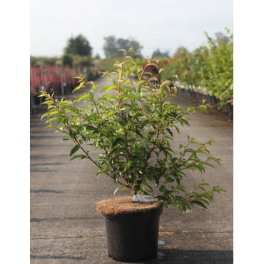 PRUNUS subhirtella FUKUBANA En pot de 7-10 litres buisson hauteur 060-080 cm