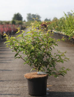 PRUNUS subhirtella FUKUBANA En pot de 7-10 litres buisson hauteur 060-080 cm