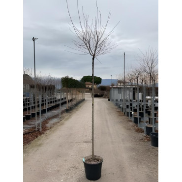 PRUNUS subhirtella FUKUBANA En pot de 25-30 litres tige hauteur du tronc 190-210 cm circonférence du tronc 10-12 cm