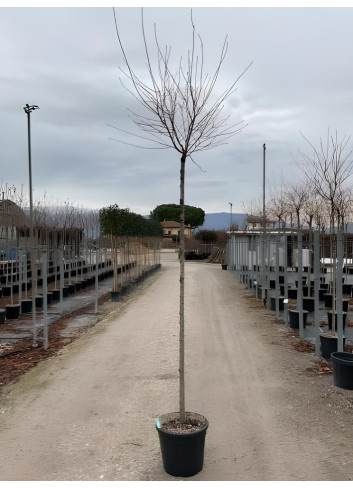 PRUNUS subhirtella FUKUBANA En pot de 25-30 litres tige hauteur du tronc 190-210 cm circonférence du tronc 10-12 cm