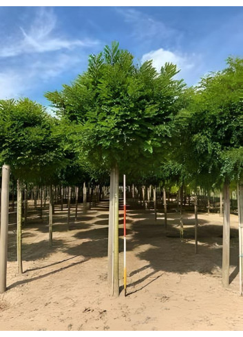 ROBINIA pseudoacacia UMBRACULIFERA Motte biodégradable tige hauteur du tronc 190-210 cm circonférence du tronc 16-18 cm