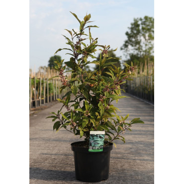 CALLICARPA kwangtungensis En pot de 10-12 litres buisson hauteur 060-080 cm