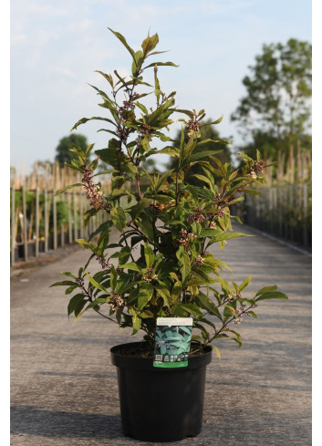 CALLICARPA kwangtungensis En pot de 10-12 litres buisson hauteur 060-080 cm