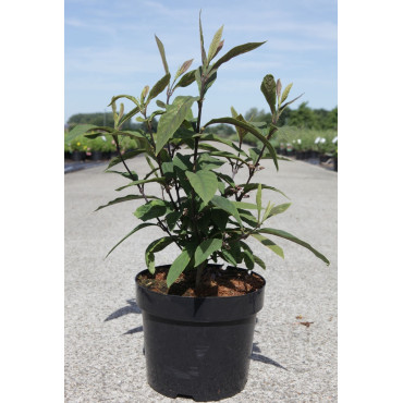 CALLICARPA kwangtungensis En pot de 3-4 litres buisson hauteur 030-040 cm