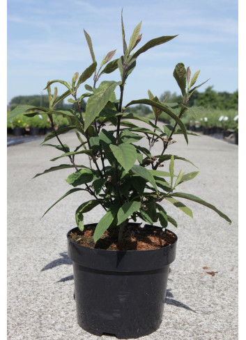CALLICARPA kwangtungensis En pot de 3-4 litres buisson hauteur 030-040 cm