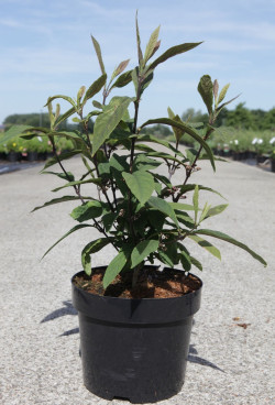 CALLICARPA kwangtungensis En pot de 3-4 litres buisson hauteur 030-040 cm