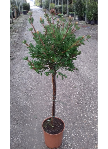 CALLISTEMON laevis En pot de 15-20 litres tige hauteur du tronc 090-110 cm
