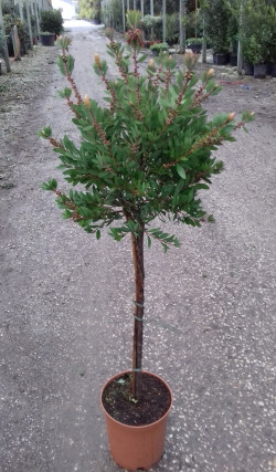 CALLISTEMON laevis En pot de 15-20 litres tige hauteur du tronc 090-110 cm