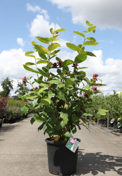 CALYCANTHUS APHRODITE® En pot de 25-30 litres buisson hauteur 100-125 cm