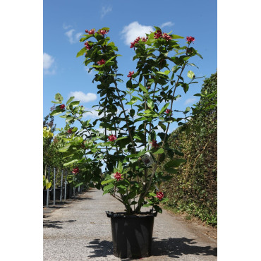 CALYCANTHUS APHRODITE® En pot de 35-50 litres buisson hauteur 125-150 cm