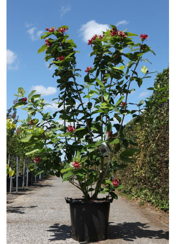 CALYCANTHUS APHRODITE® En pot de 35-50 litres buisson hauteur 125-150 cm