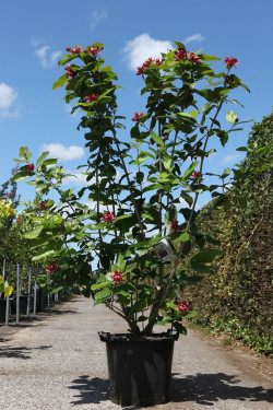 CALYCANTHUS APHRODITE® En pot de 35-50 litres buisson hauteur 125-150 cm