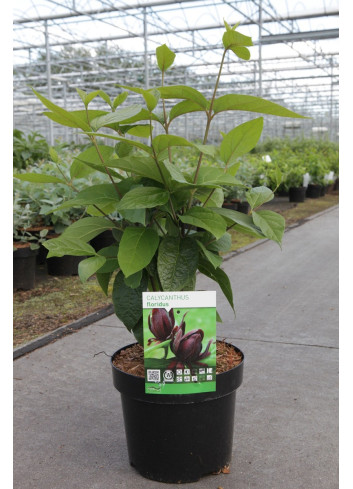 CALYCANTHUS floridus En pot de 3-4 litres buisson hauteur 030-040 cm