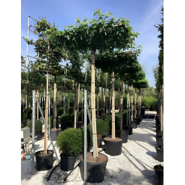 LIQUIDAMBAR styraciflua (Copalme d'Amérique) En pot forme plateau sur tige hauteur du tronc 190-210