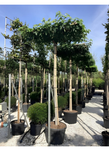 LIQUIDAMBAR styraciflua (Copalme d'Amérique) En pot forme plateau sur tige hauteur du tronc 190-210