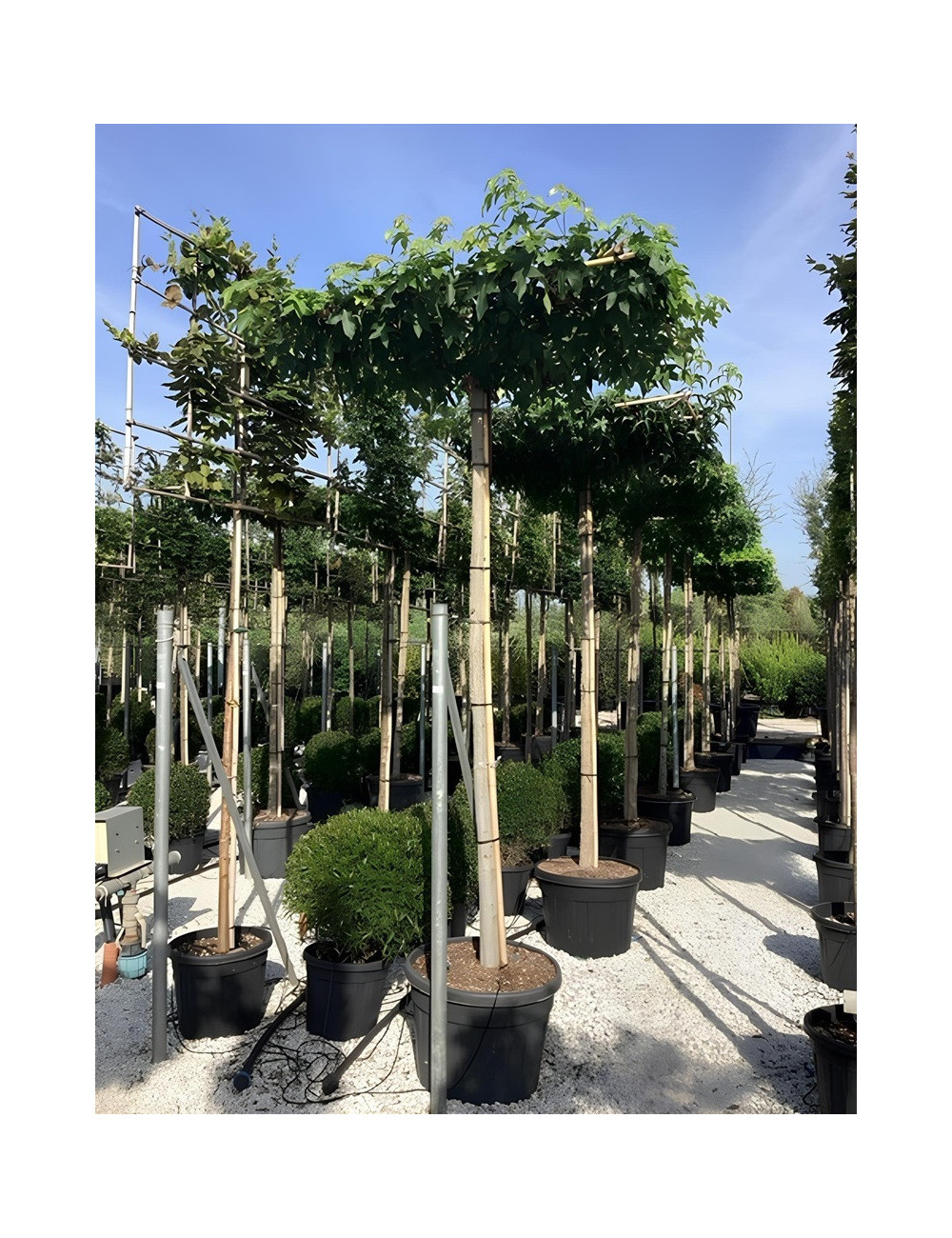 LIQUIDAMBAR styraciflua (Copalme d'Amérique) En pot forme plateau sur tige hauteur du tronc 190-210