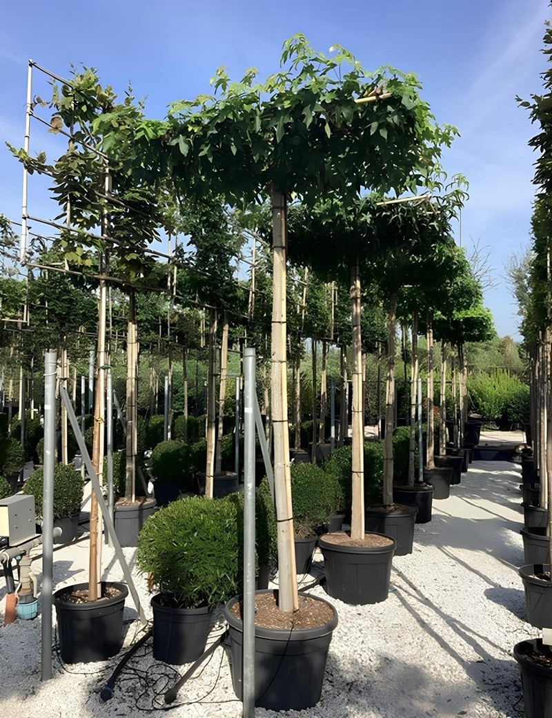 LIQUIDAMBAR styraciflua (Copalme d'Amérique) En pot forme plateau sur tige hauteur du tronc 190-210